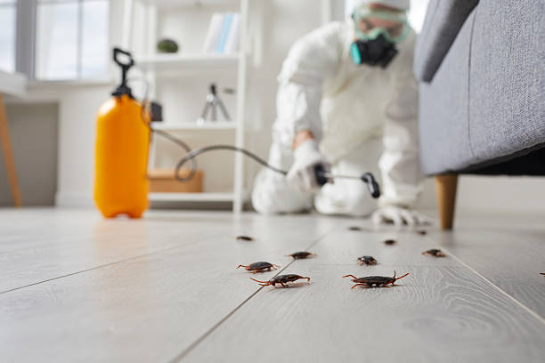 Post-Treatment Bed Bug Interceptor Monitoring in Huber Heights